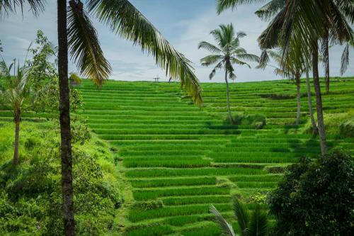 Be Bali Stay in Ubud, Indonesia