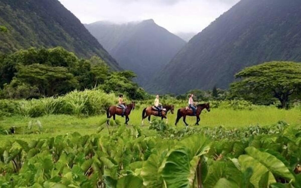 Hale Kukui Orchard & Cottages - photo 56