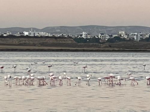 Salt Lake in Larnaca, Cyprus