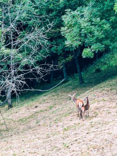 Reddish Deer House Cadore Dolomiti 19911051 — Valle Di Cadore