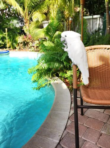 Calypso Inn Wilton Gay Male Resort - photo 6