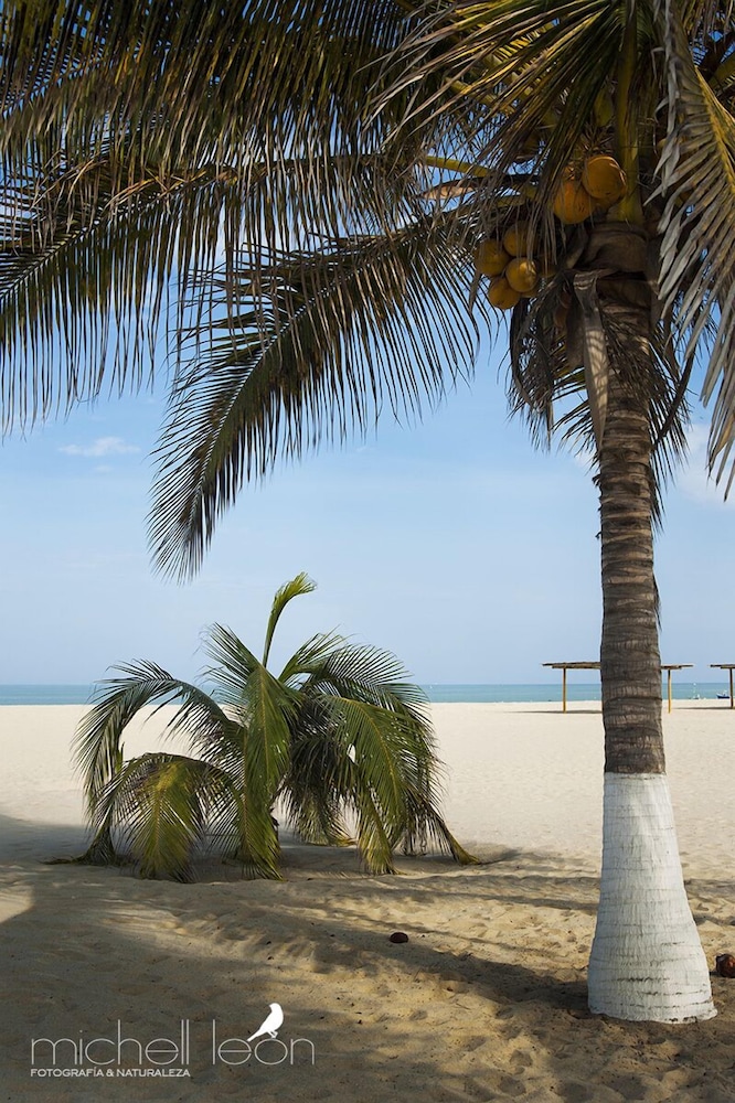 Amotape in Zorritos, Peru