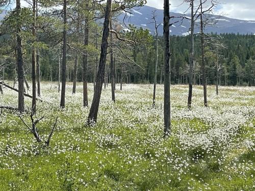 Solbergs fint attefallshus i Vik Åre in Are, Sweden