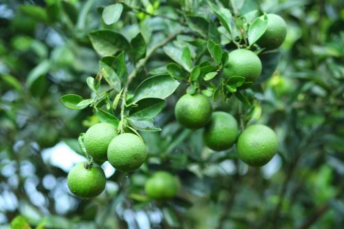 Vagamon Heights - carbon neutral hotel in Erattupetta