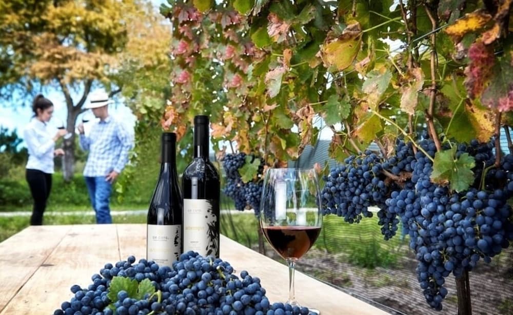 Vineyard