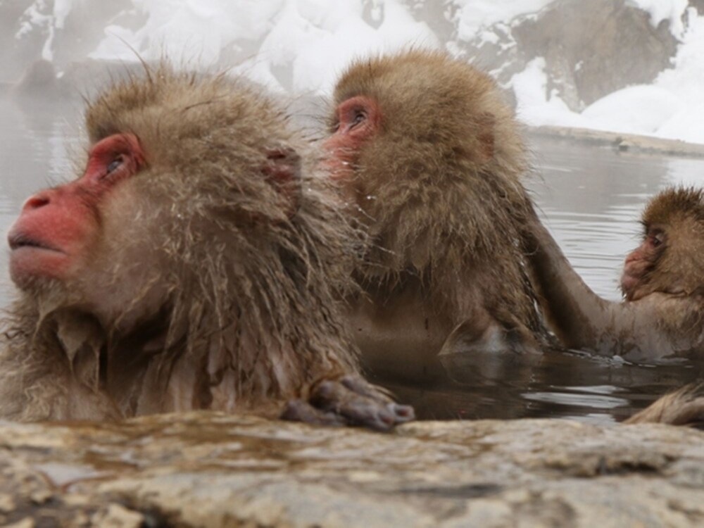 Kaneki Hotel - last minute hotel in Nagano