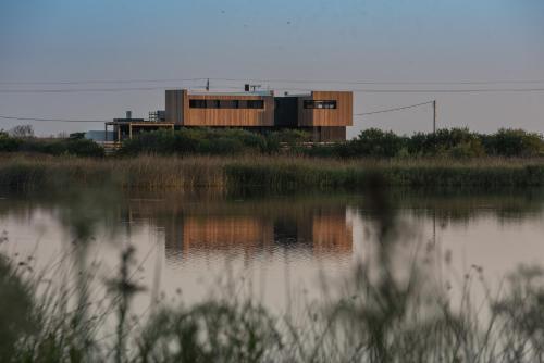 Flamencos Rosados in Unknown City, Uruguay