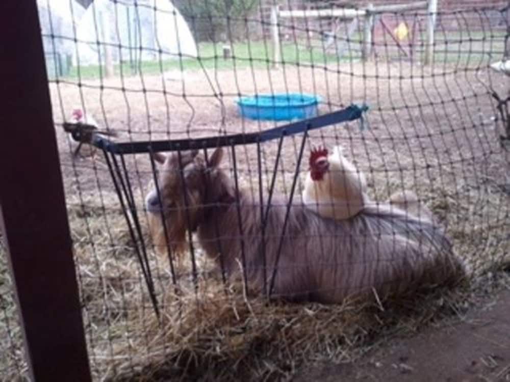 Flint Hill Farm AG - photo 75