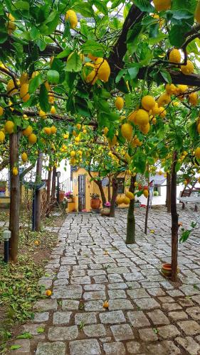 Il Limoneto di Lulu Holidays Among the Lemon Trees — Minori — photo 4