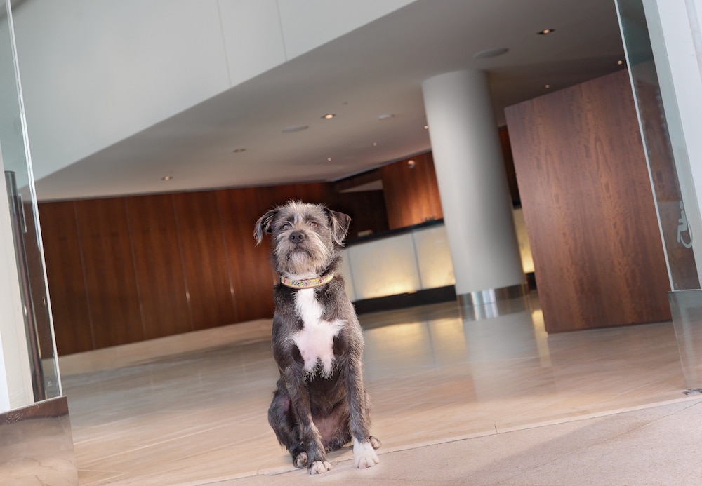 InterContinental San Francisco by IHG - photo 80
