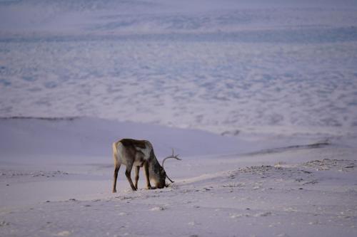 REY Stays Small & Cozy Studio in Hoefn, Iceland