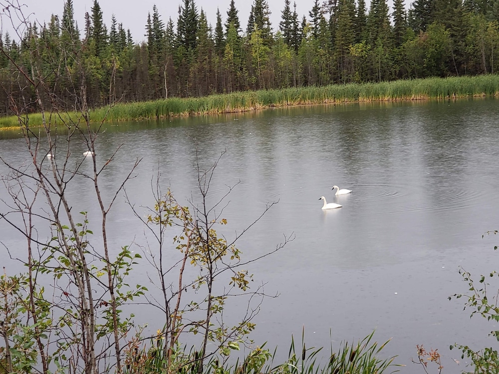 Denali Wild Stay - photo 83