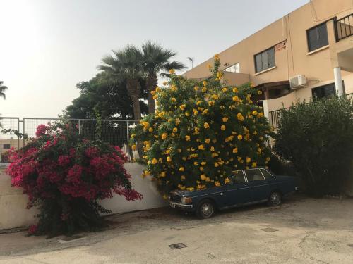 Theodoros Apt. 408