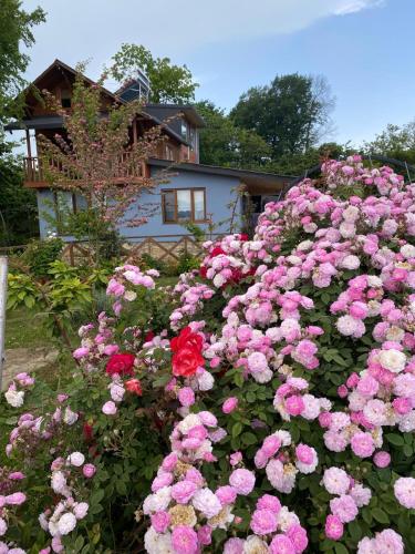 Isabella Kırsal Yaşam Evi — Fatsa — photo 2