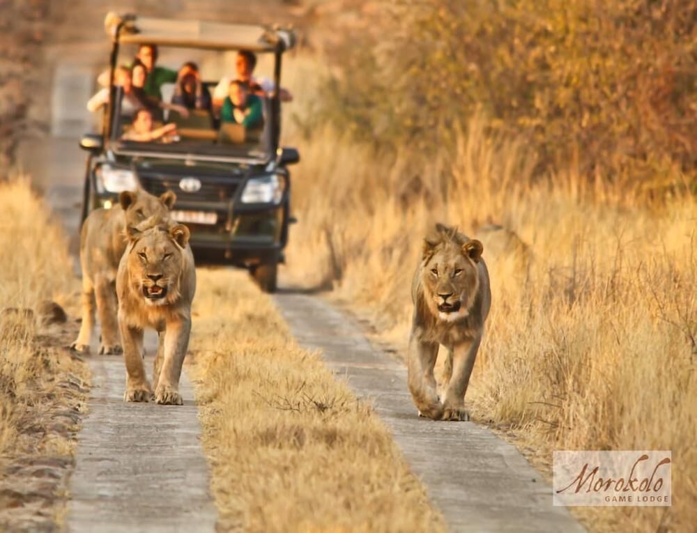 Morokolo Safari Lodge — 4-Star Luxury Hotel in Mogwase, South Africa