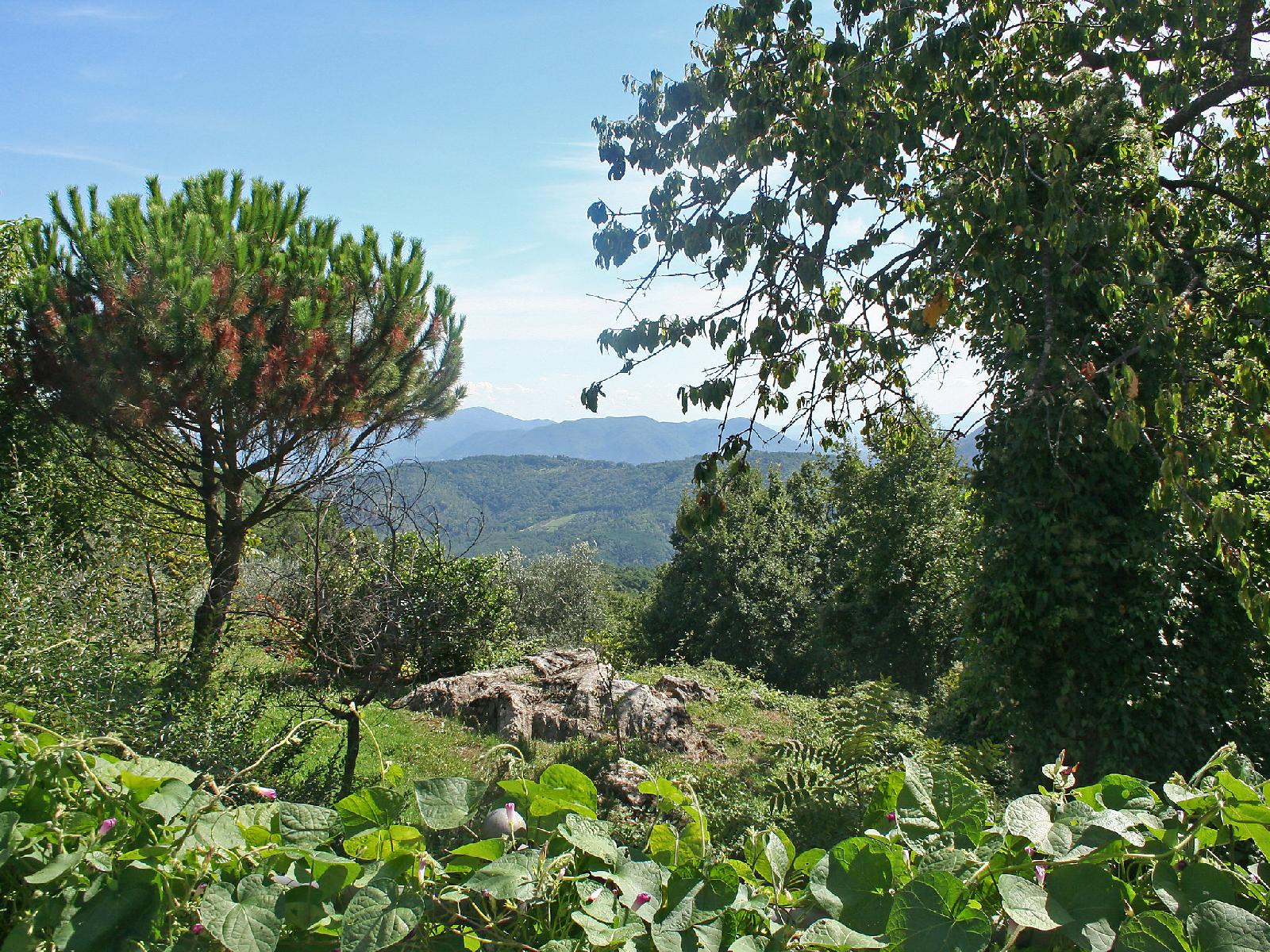 L’Anticiana — Camaiore — photo 3