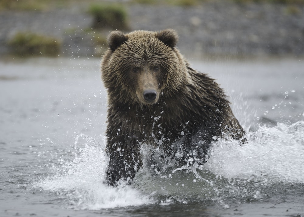 Kodiak Compass Suites - photo 23