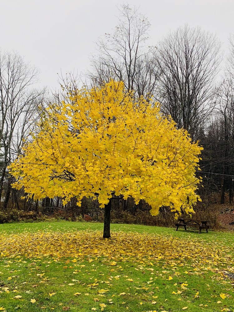 The Nutmeg - photo 37