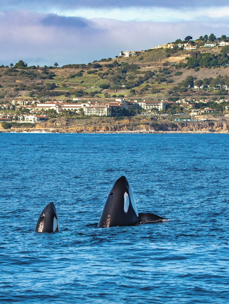 Terranea Resort - photo 46