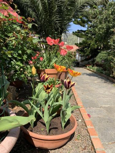 Resort Villa Rosa Maria — Savona — photo 5