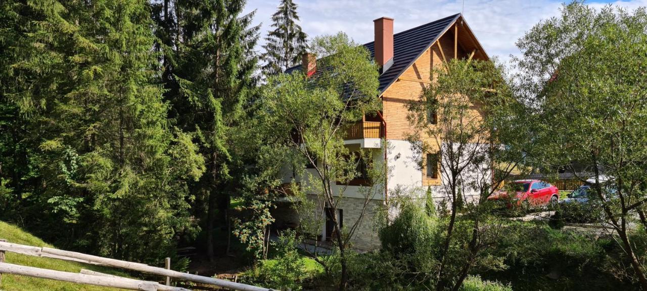 Arnica Montana in Arieseni, Romania