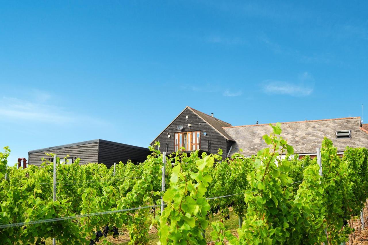 Mersea Island Vineyard in Colchester, United Kingdom
