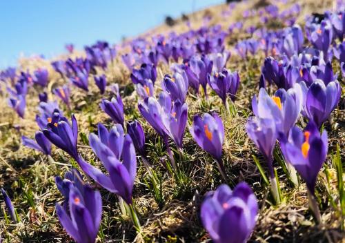 Domžalski Dom Na Veliki Planini in Kamnik, Slovenia