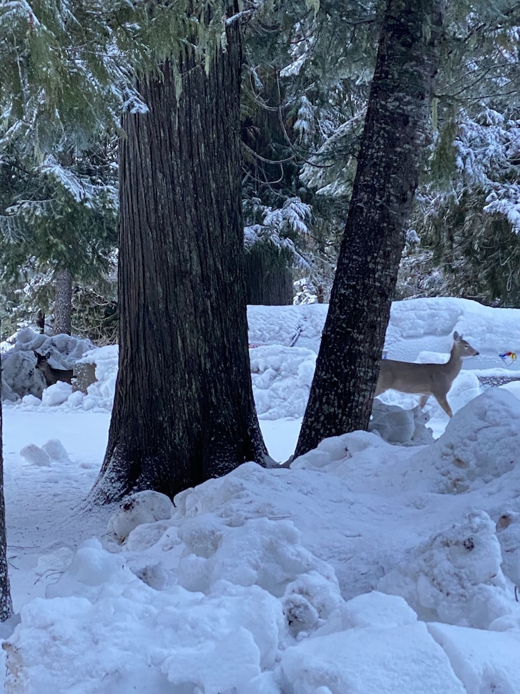 Lochsa Lodge Resort - photo 257