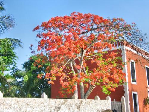 Casa de los Pianos — 4-Star Luxury Hotel in Uayma, Mexico
