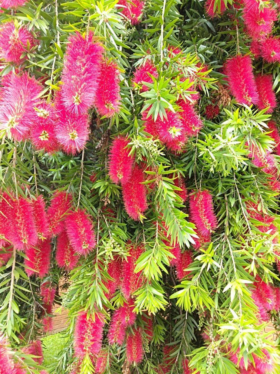 The Bottlebrush — Tumut — photo 2