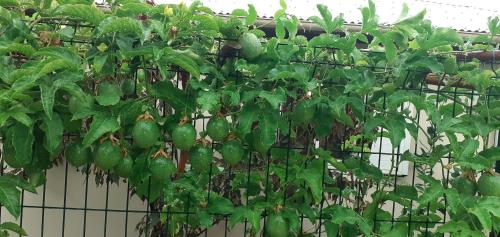 Fruits De La Passion in Saint-Philippe, Réunion