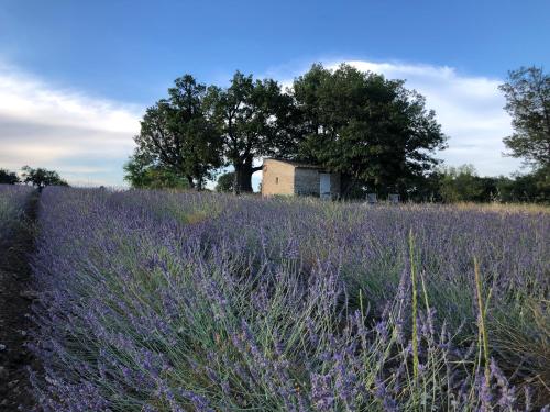 Cabanon du berger in Saignon, France