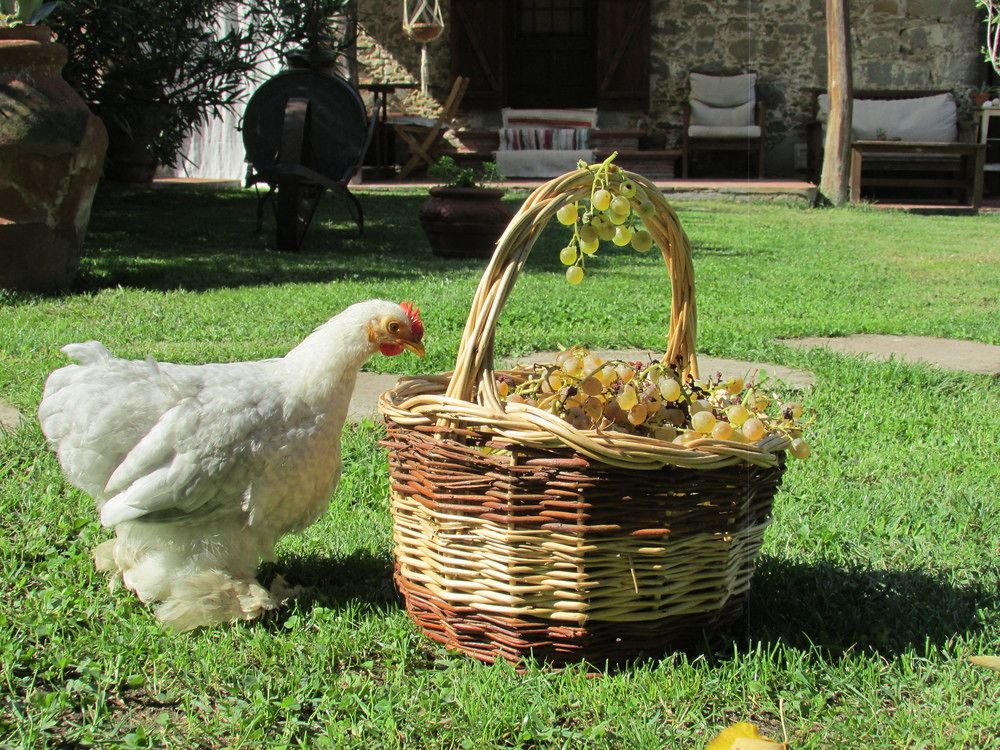 La Mi Nonna in Lucca, Italy
