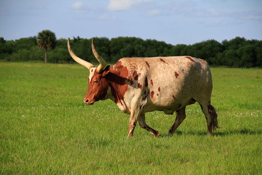 Westgate River Ranch Resort & Rodeo - photo 178