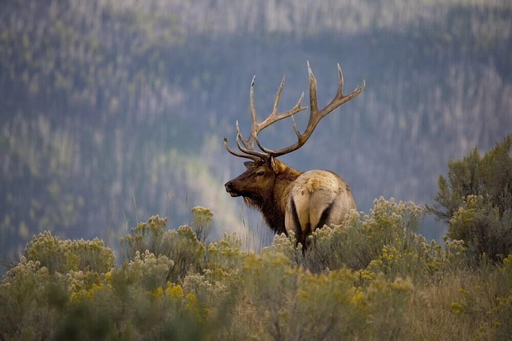 Elks Landing by VTrips - photo 13