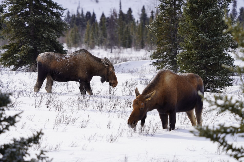 Denali Wild Stay - photo 88