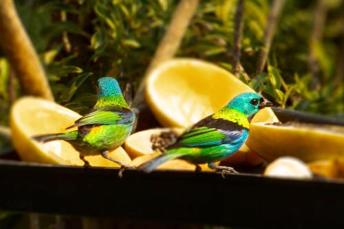 Casas aconchegantes com piscina na encantadora Praia das Cigarras in Sao Sebastiao, Brasil