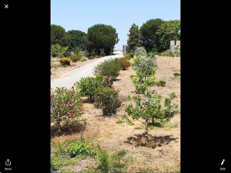 Mediterraneo — Castelvetrano — photo 2