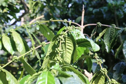Coorg Kolamotte in Suntikoppa, India