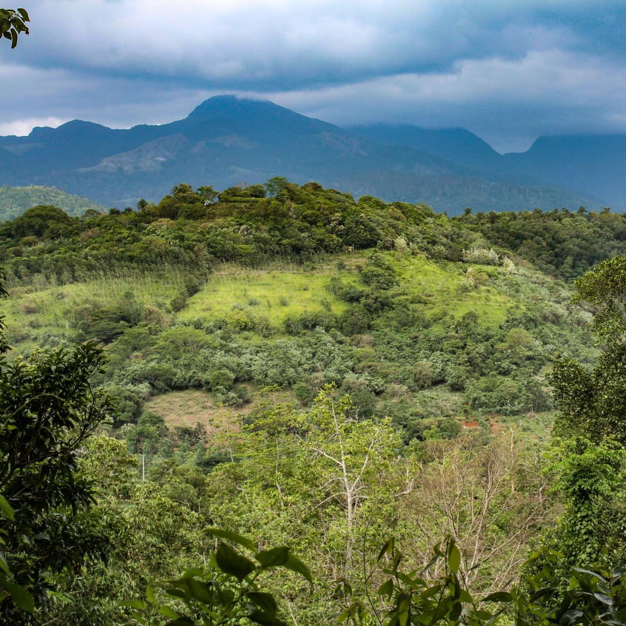 Paradise Forest Garden — Matale — photo 5