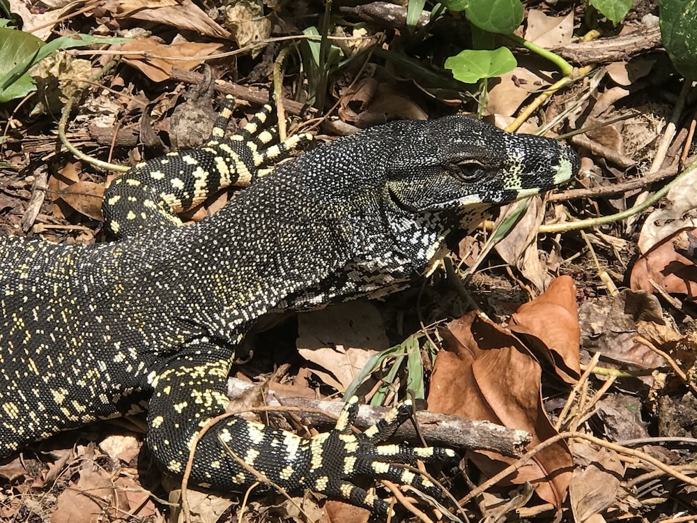 Daintree Crocodylus — Unknown City — photo 3