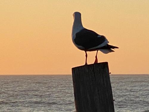 Sea Breeze Motel - photo 17