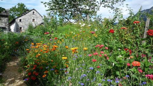 Ecovillage Sanctuary Bordei - last minute hotel in Unknown City