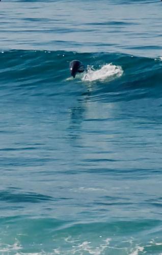 Dolphin Beach Get Away in Rosarito, Mexico