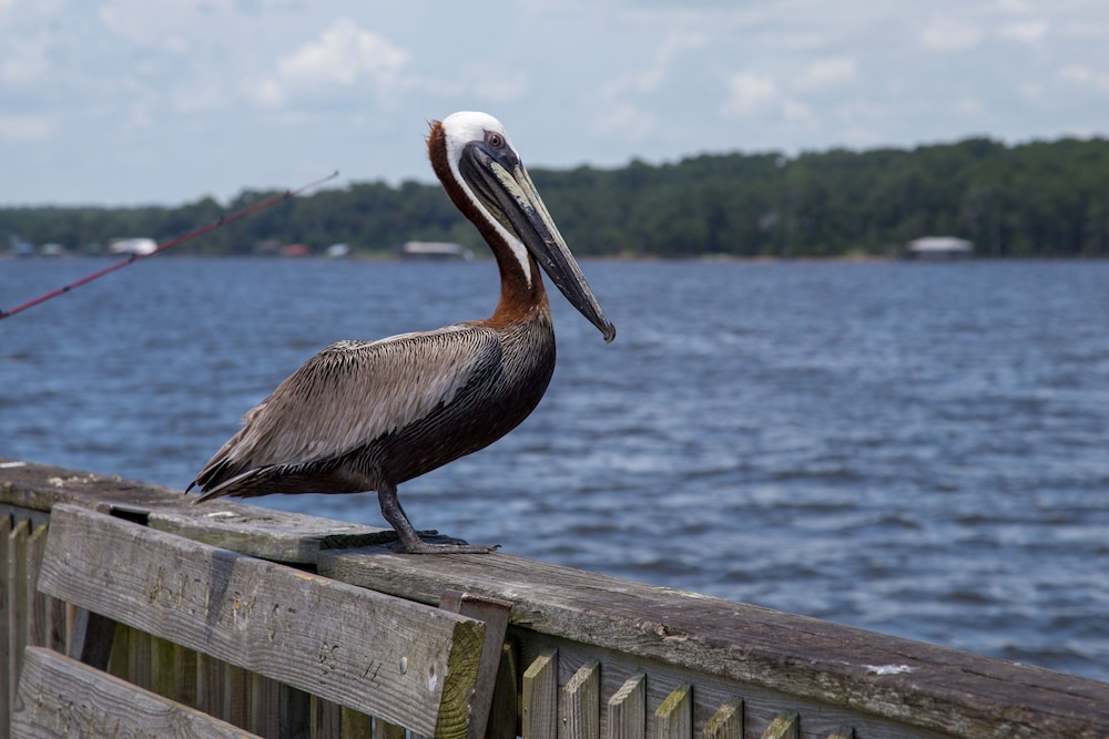 Courtyard by Marriott Mobile Daphne Eastern Shore - photo 86