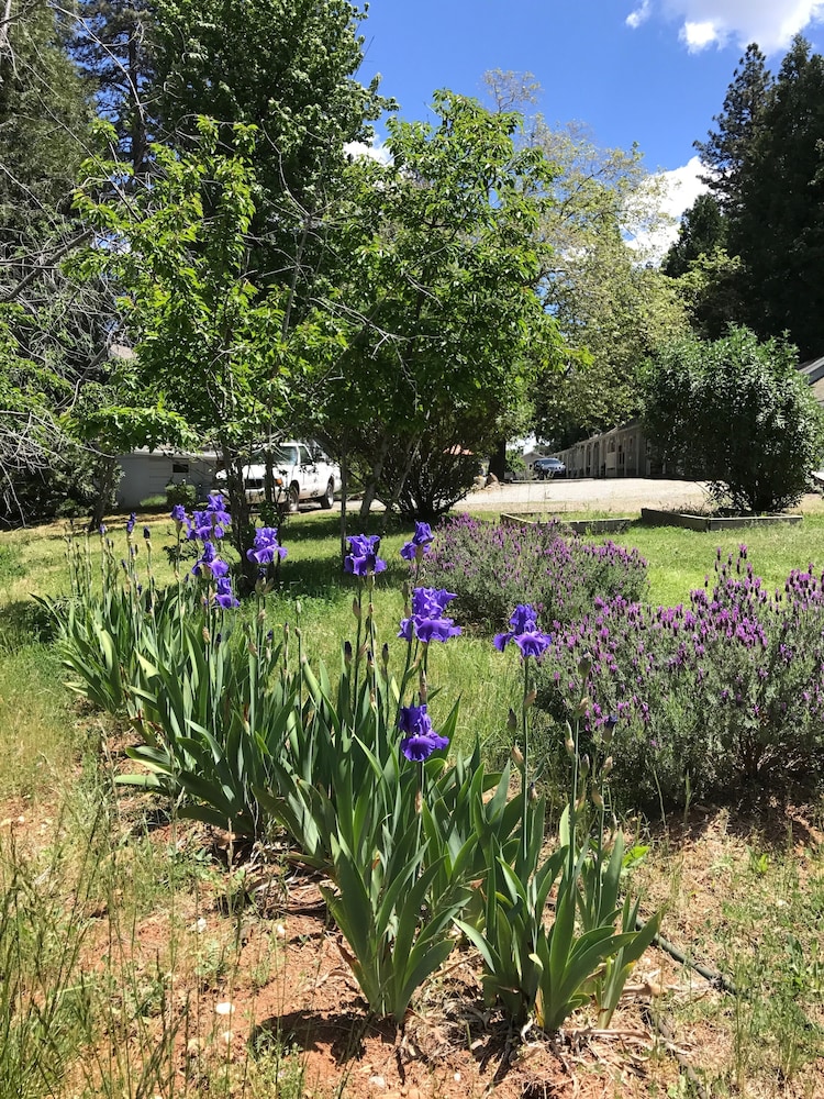 The Pines Inn and Cottages - photo 60