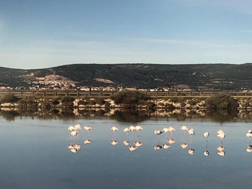 Flamants Roses 1 Pers 6 in Frontignan, France