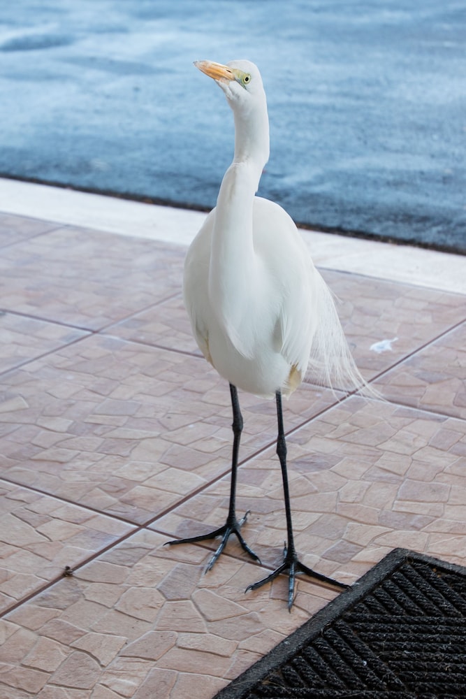 Belleair Beach Resort Motel - photo 45