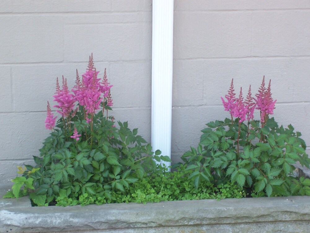 Clarence Inn - photo 39