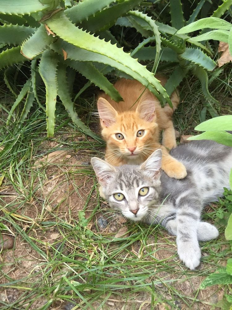 Résidence Le Clos des Oliviers in Penta-Di-Casinca, France
